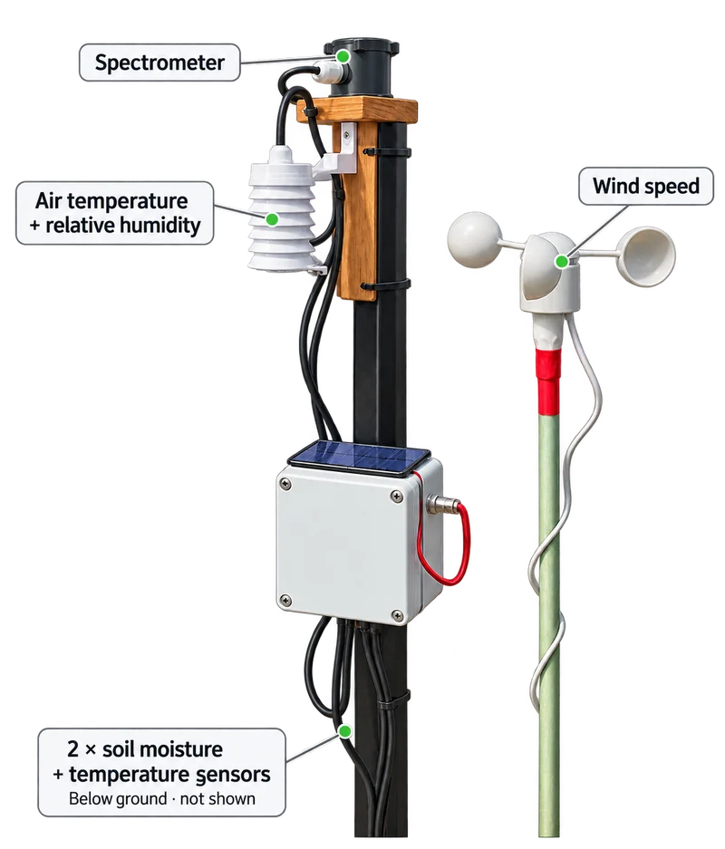 A FieldMesh sensor node on a post: spectrometer on top, air temperature and humidity sensor in a radiation shield, the node box with its solar panel, a cup anemometer alongside and two soil probes below ground